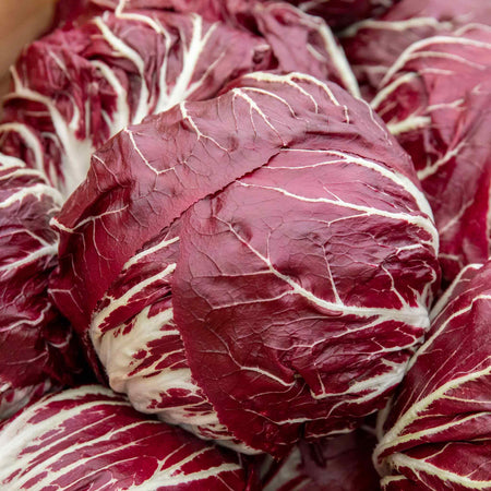 Radicchio Plant 'Indigo'
