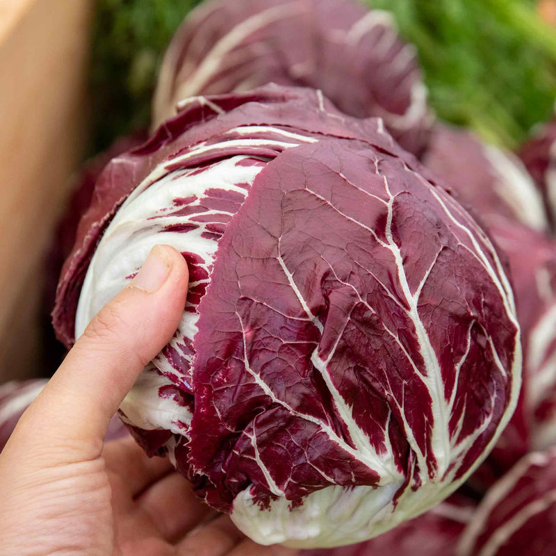 Radicchio Plant 'Indigo'