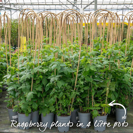 Raspberry Plant 'Autumn Bliss'