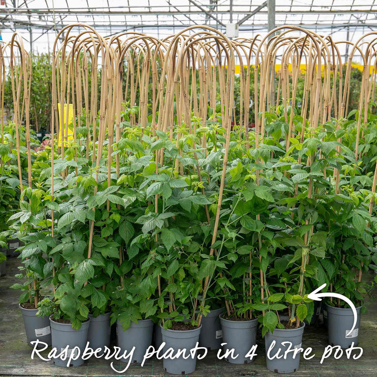 Jpeg Raspberry Hedge Raspberry Plant 'Joan J' | Marshalls Garden