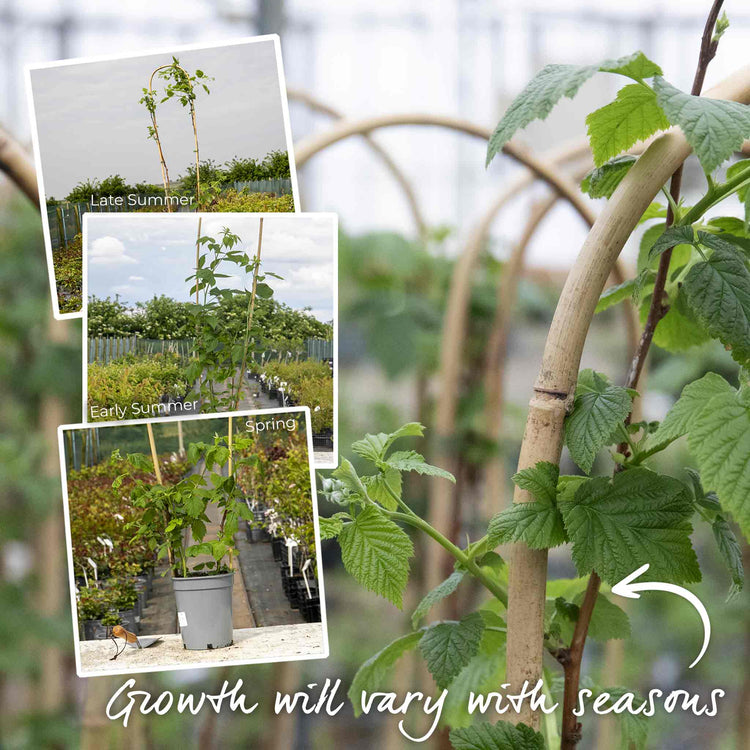 Raspberry Plant 'Autumn Treasure'