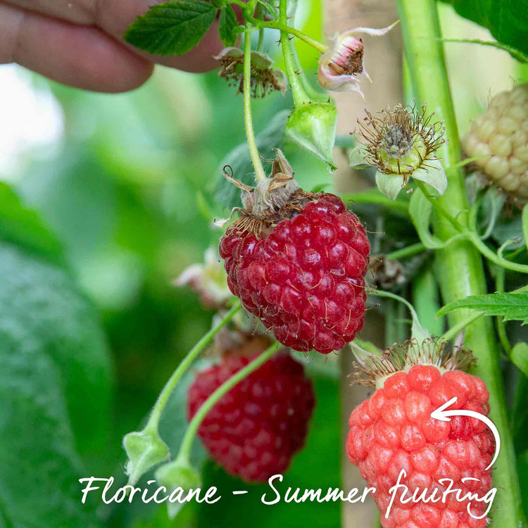Raspberry Plant 'Continuity Collection' | Marshalls Garden