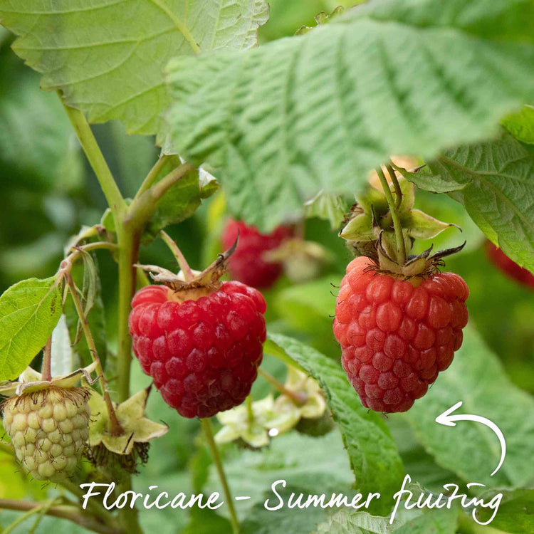 Raspberry Plant 'Glen Ample'