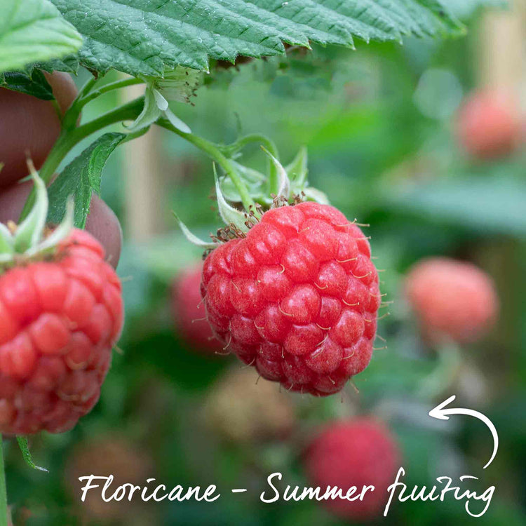 Raspberry Plant 'Glen Dee'