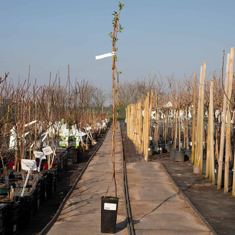 Thornless Raspberry 'Glen Mor'