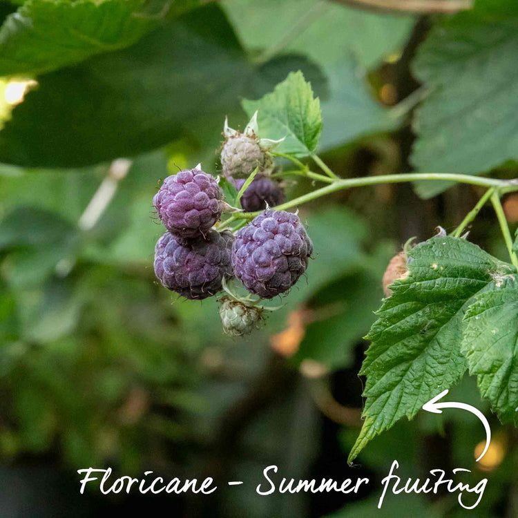 Raspberry Plant 'Glen Coe'