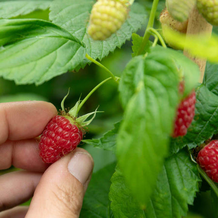 Raspberry Plant 'Glen Mor'