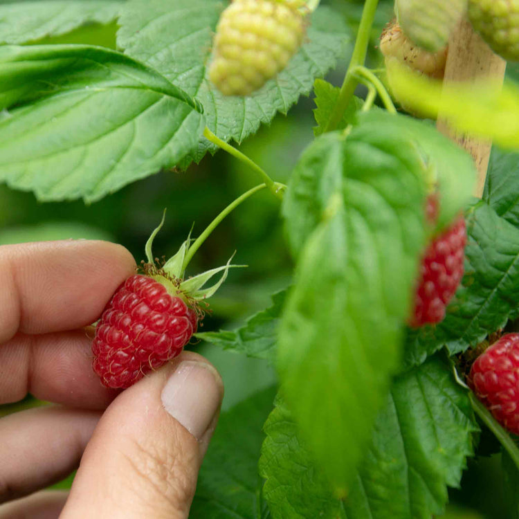 Raspberry Plant 'Glen Mor' | Marshalls Garden