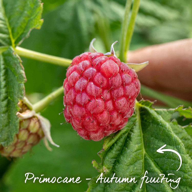 Raspberry Plant 'Continuity Collection'