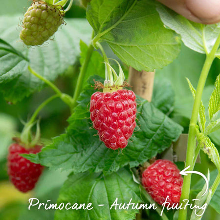 Primocane Golden Raspberry Primocane Raspberry Plant 'Award Winning Selection' | Marshalls Garden