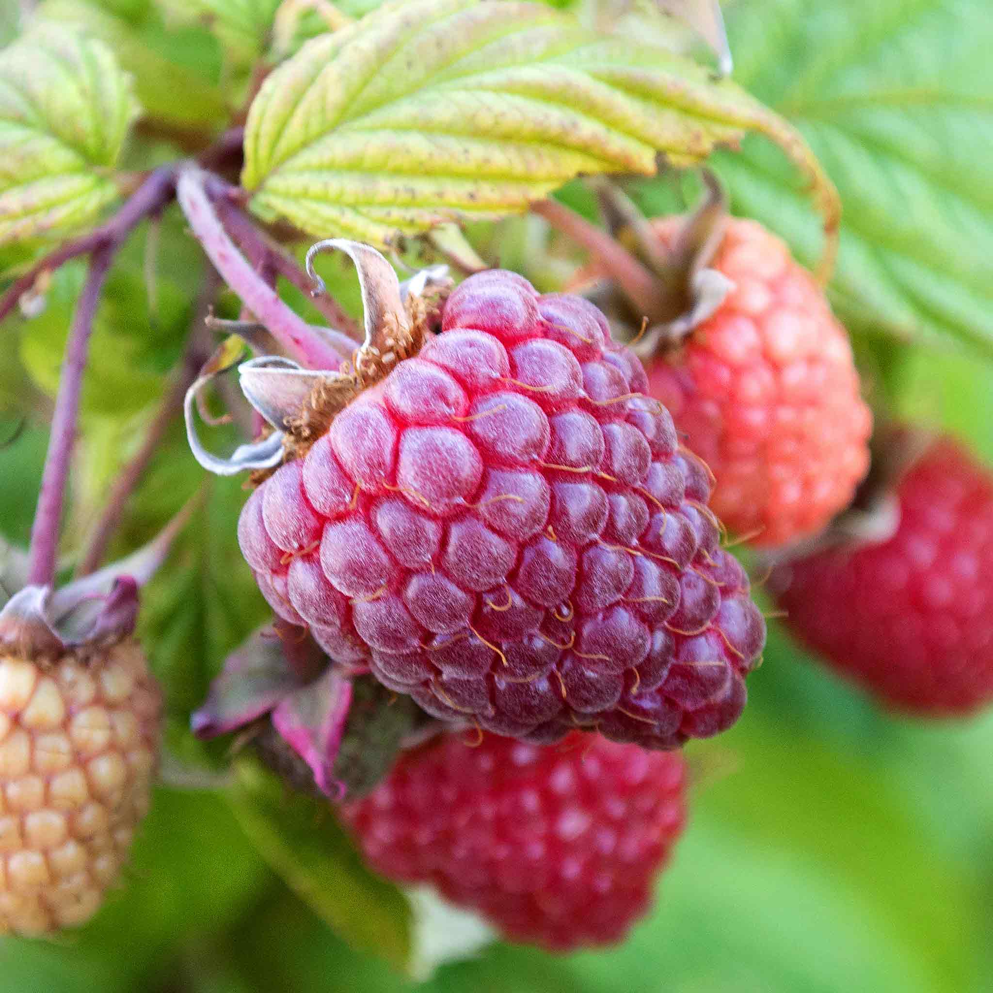 Raspberry Plant 'Polka' | Marshalls Garden