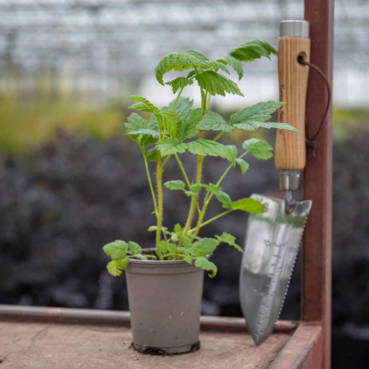 best pot for raspberry plant Raspberry Plant 'Yummy'