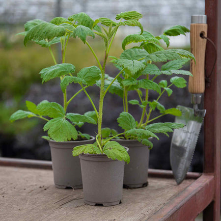 Raspberry Plant Summer Lovers 'Garden Apricot'