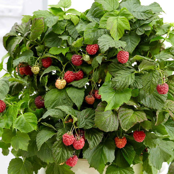 Raspberry Plant 'Yummy'