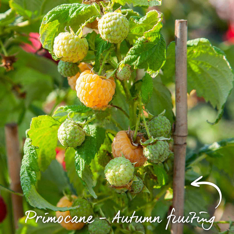 Raspberry Plant 'All Gold'