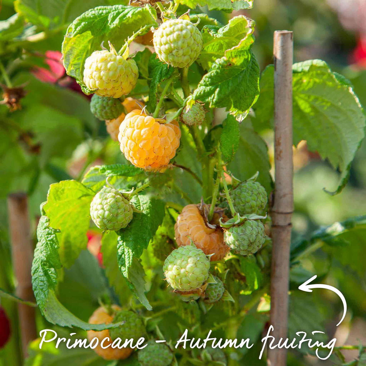 Raspberry Plant 'All Gold' | Marshalls Garden