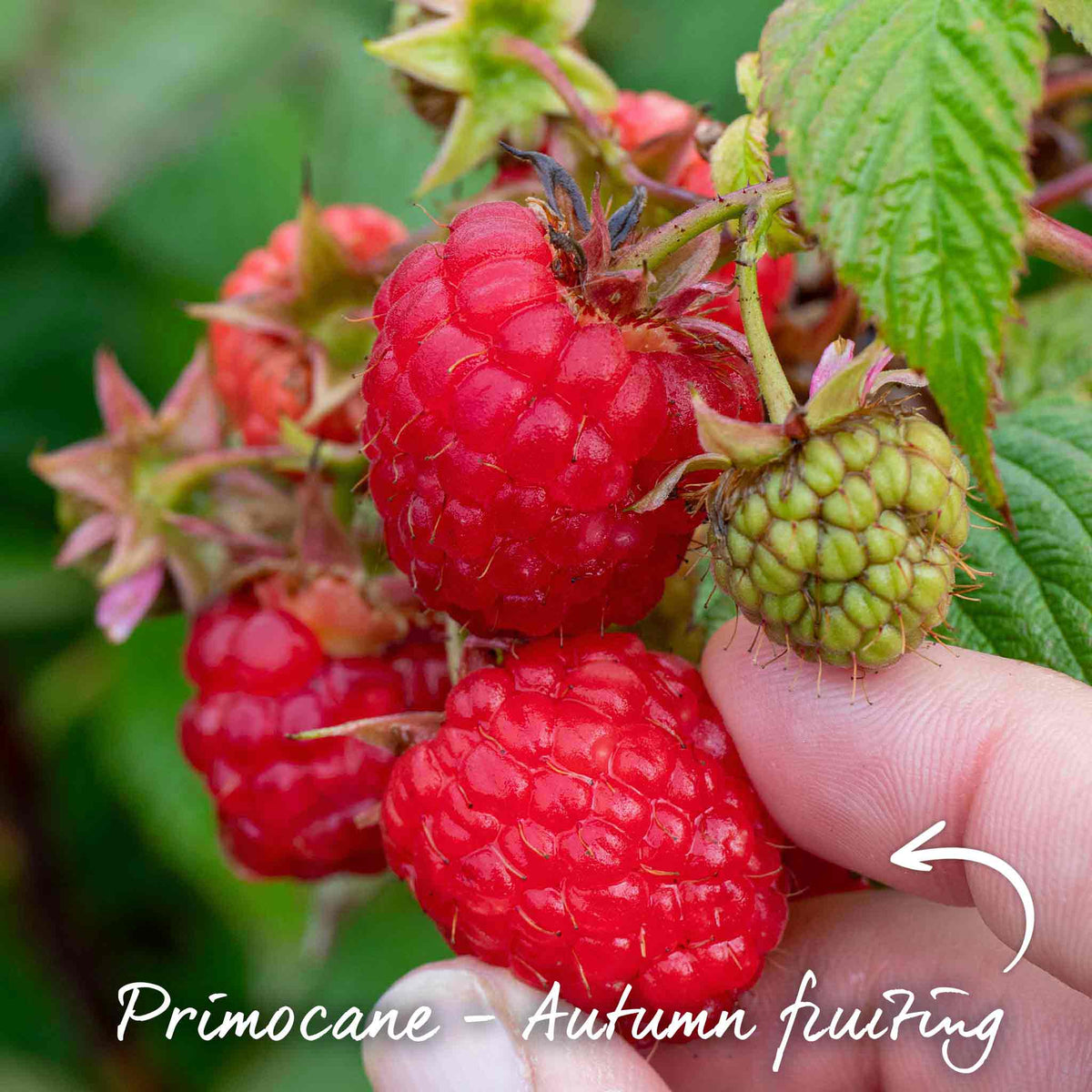 Primocane Raspberry Plant 'Award Winning Selection' | Marshalls Garden