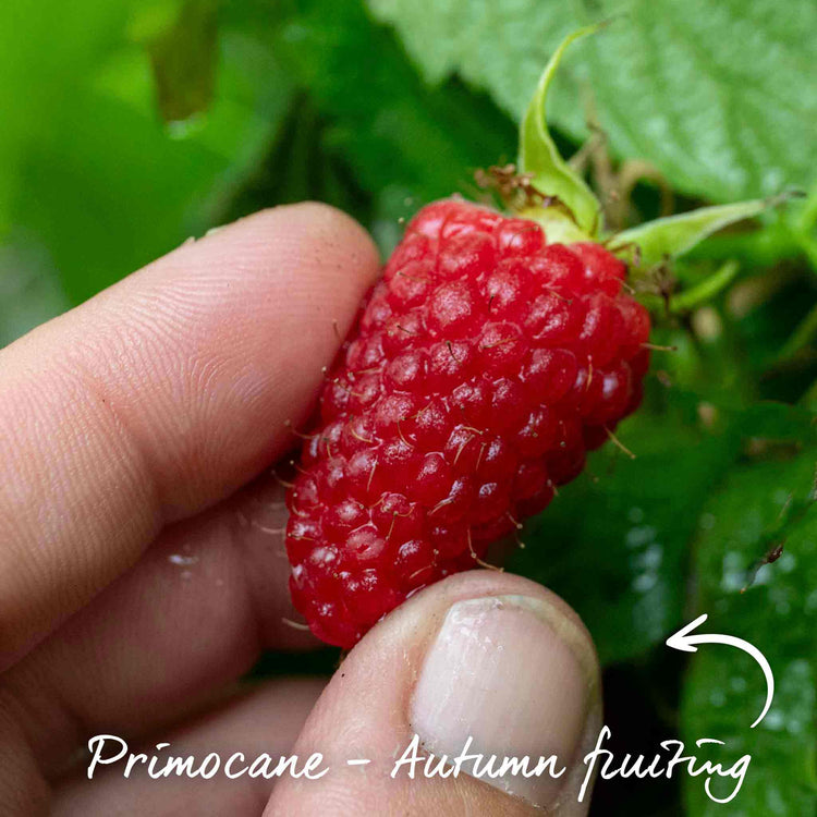 Raspberry Plant 'Autumn Treasure'