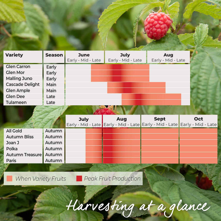 Raspberry Colour Development Chart Raspberry Plant 'Continuity Collection' | Marshalls Garden