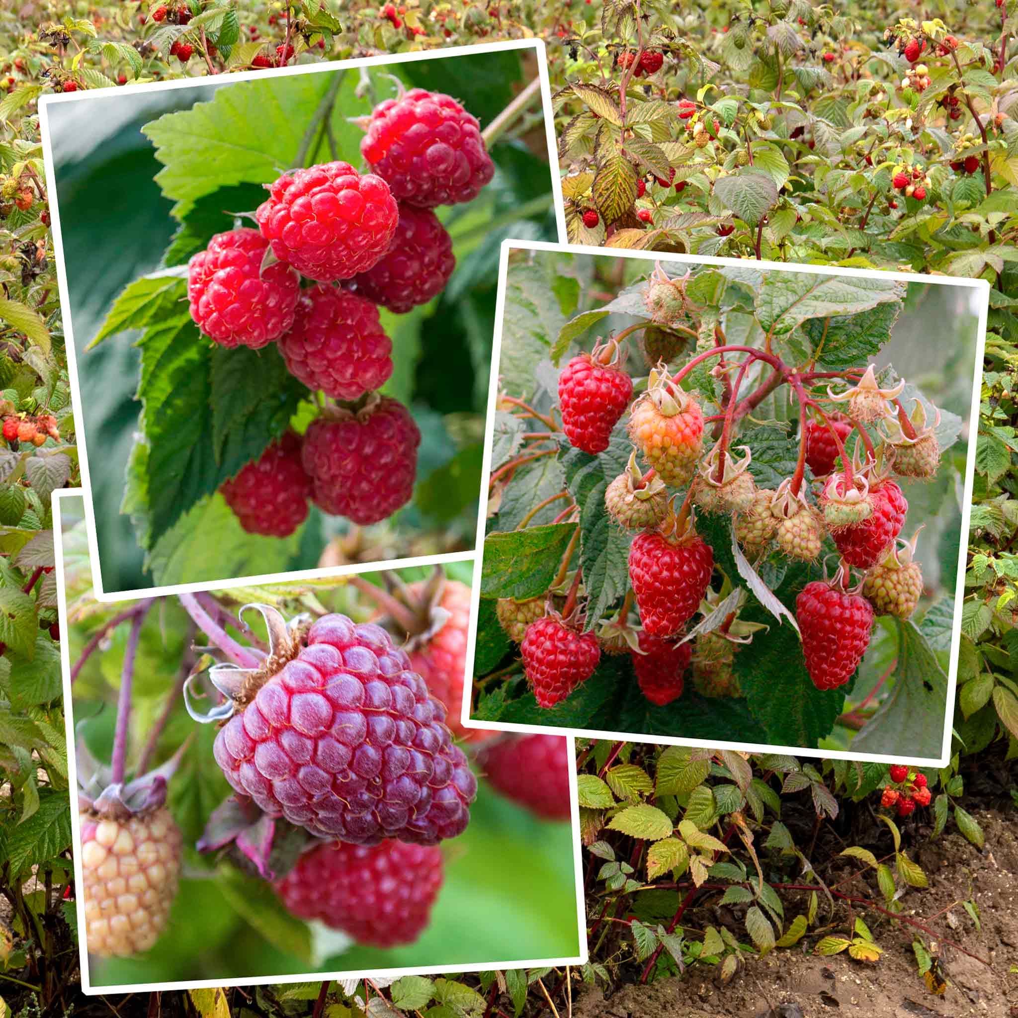 Primocane Raspberry Plant 'Award Winning Selection' | Marshalls Garden