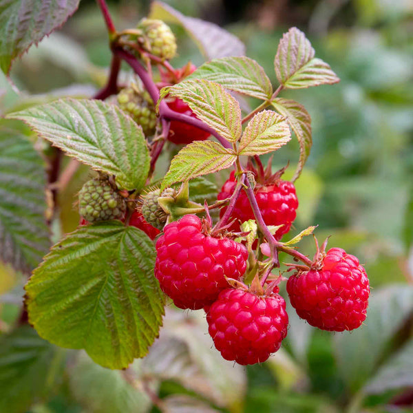 Raspberry Plant 'Paris'