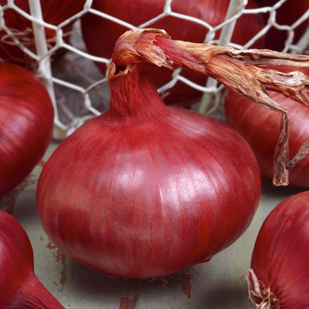 Pre-Rooted Onion 'Red Baron'