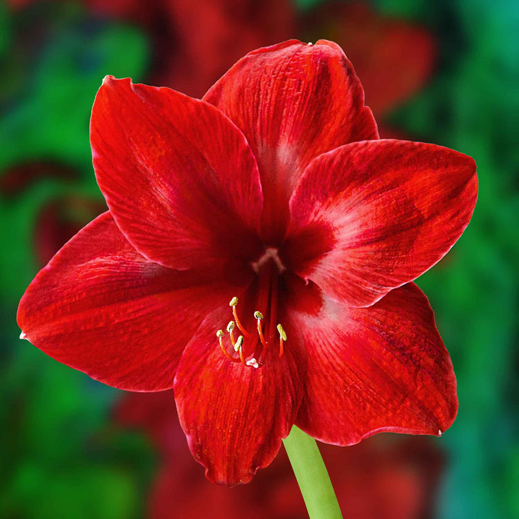 Amaryllis 'Red lion' Bulb