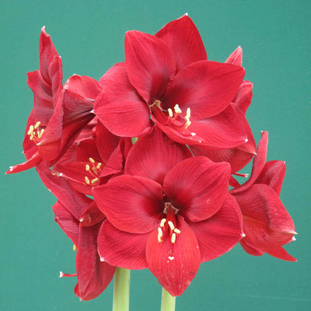 Amaryllis 'Red lion' Bulb
