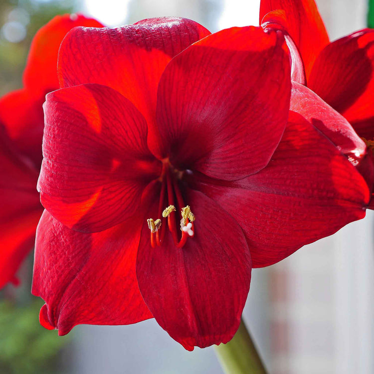 Amaryllis 'Red lion' Bulb