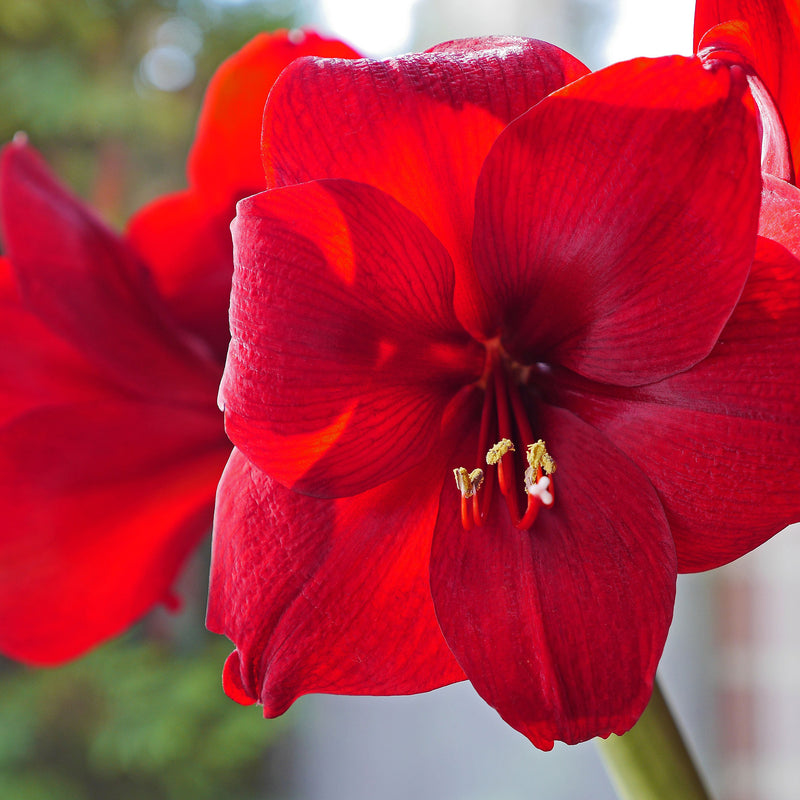 Amaryllis 'Red lion' Bulb