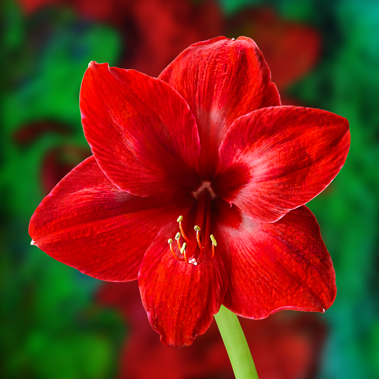 Amaryllis 'Red lion' Bulb