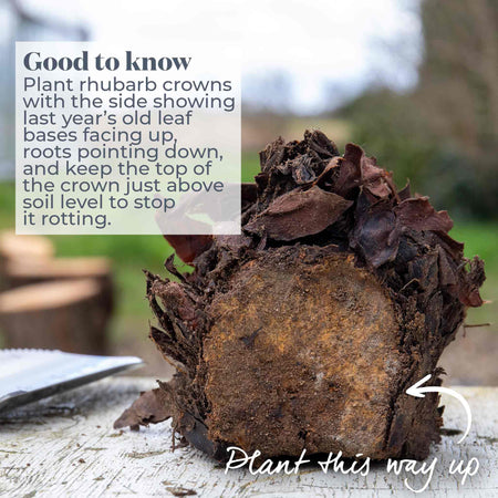 Rhubarb Plant 'Timperley Early'