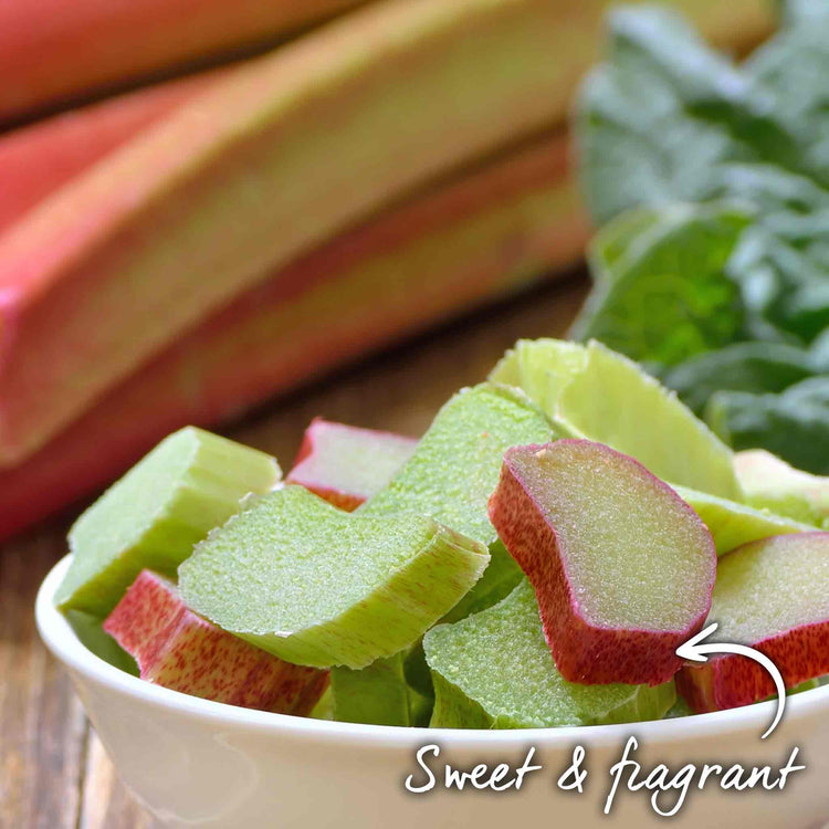 Rhubarb Plant 'Timperley Early'