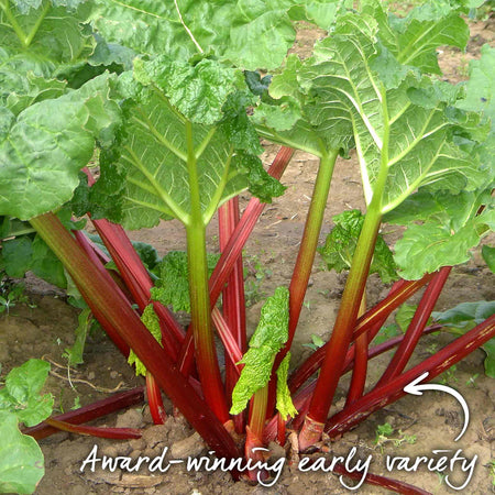 Rhubarb Plant 'Timperley Early'