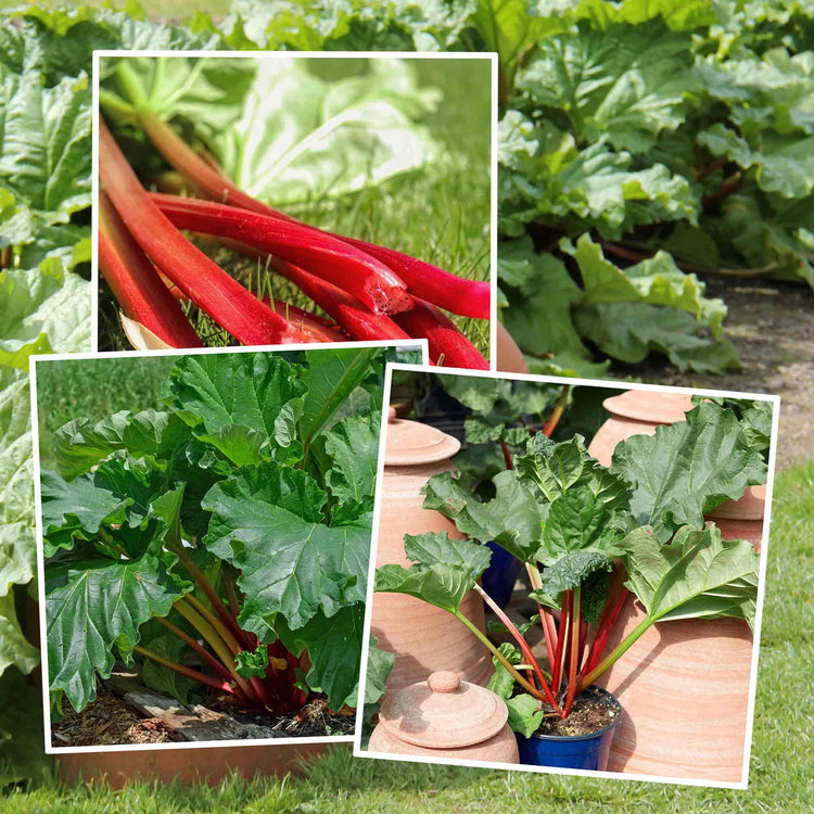Rhubarb Plant Collection