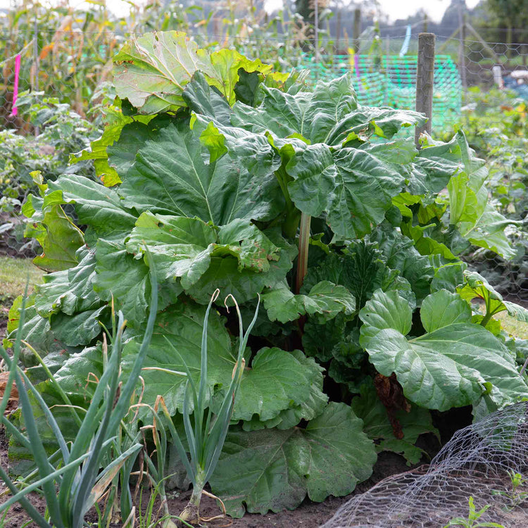 Rhubarb Plant 'Goliath'