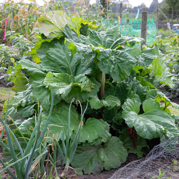 Rhubarb Plant 'Goliath'