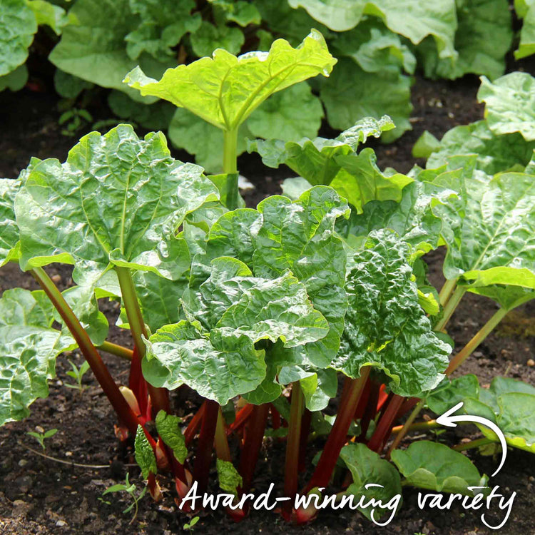 Rhubarb Plant 'Raspberry Red'