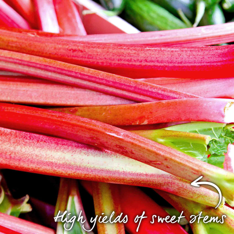 Founders Raspberry Rhubarb Rhubarb Plant 'Raspberry Red' | Marshalls Garden