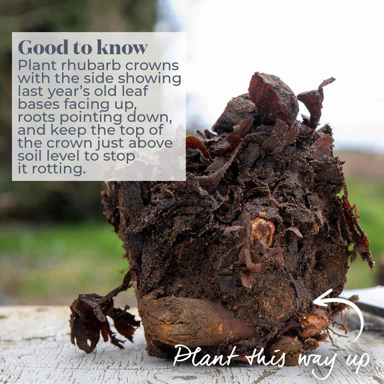 Rhubarb Plant 'Raspberry Red'