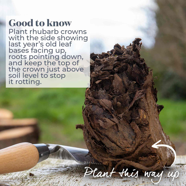 Rhubarb Plant 'Victoria'