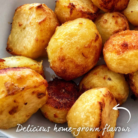 Potato 'Pentland Javelin' Christmas Harvest