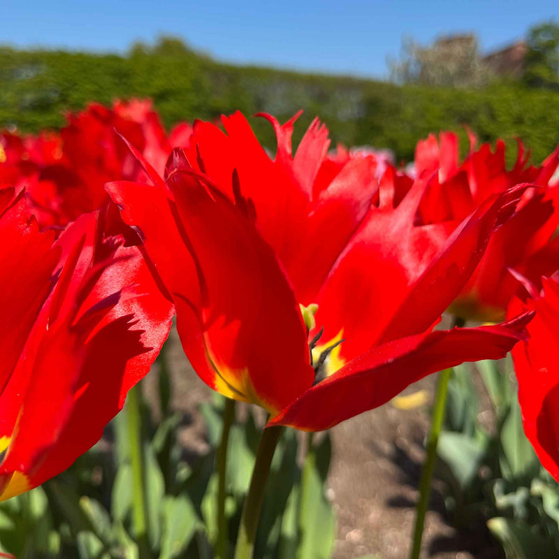 Tulip Bulbs 'Robbedoes'