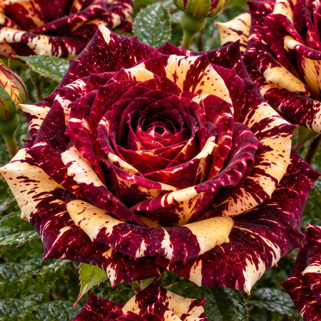 Floribunda Rose Collection