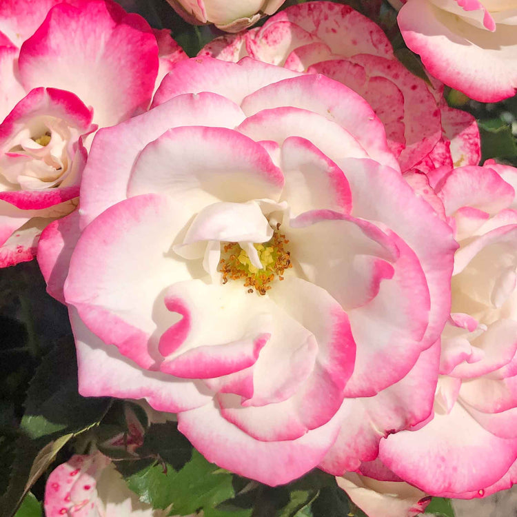Rose ‘Art Deco’ ROTY 2027 (Floribunda Rose)