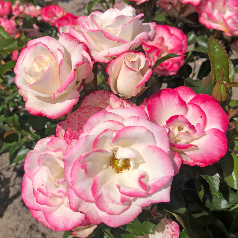 Rose ‘Art Deco’ ROTY 2027 (Floribunda Rose)