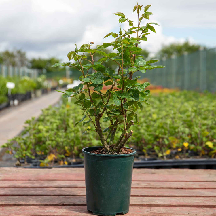 Rose ‘Arthur Bell’ (Floribunda Rose)