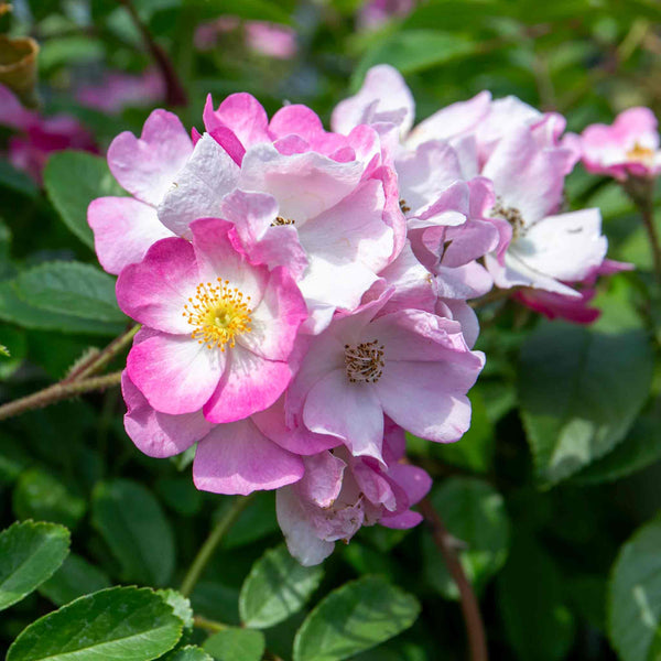 Rose Bush Plant 'Ballerina'