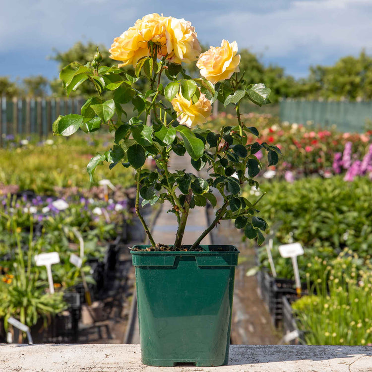 Rose Bush 'Belle De Jour'