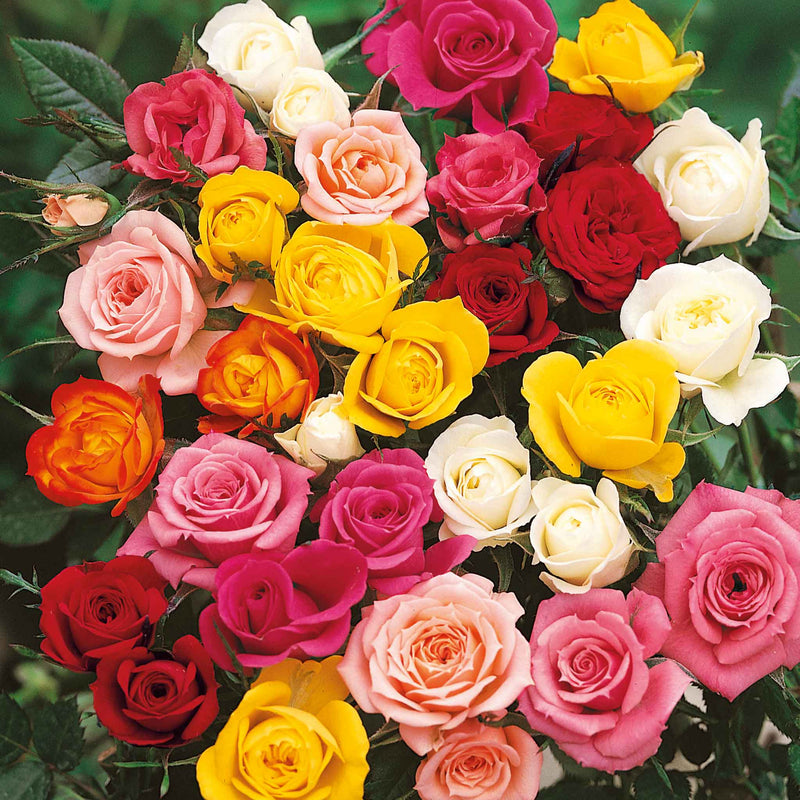 Rose Hybrid Tea Collection